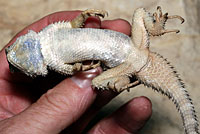 Texas Crevice Spiny Lizard