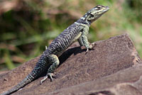 Blue Spiny Lizard