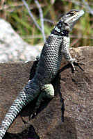 Blue Spiny Lizard