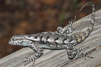 Eastern Fence Lizard