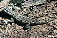 Eastern Fence Lizard - Sceloporus undulatus