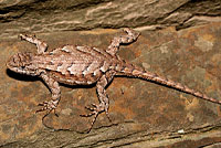 Eastern Fence Lizard