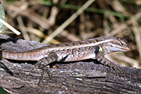 Texas Rose-bellied Lizard