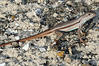 Florida Scrub Lizard