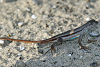 Florida Scrub Lizard