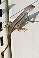 Florida Scrub Lizard