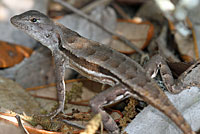 Florida Scrub Lizard