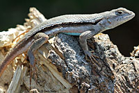 Florida Scrub Lizard