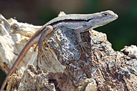 Florida Scrub Lizard