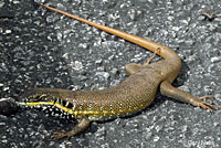 African Five-lined Skink