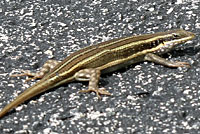 African Five-lined Skink