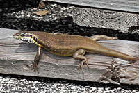 African Five-lined Skink