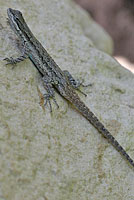 Texas Tree Lizard