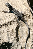 Texas Tree Lizard