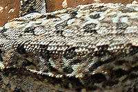 Big Bend Tree Lizard