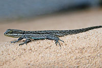 Big Bend Tree Lizard