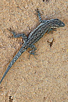 Big Bend Tree Lizard