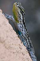 Big Bend Tree Lizard