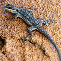 Big Bend Tree Lizard