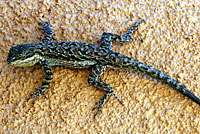 Big Bend Tree Lizard