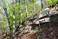 Green Salamander habitat