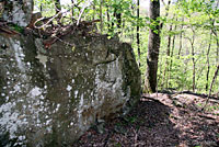 Green Salamander habitat