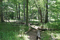 Spotted Salamander habitat