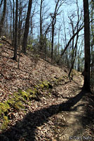 Cheoah Bald Salamander habitat