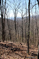 Cheoah Bald Salamander habitat