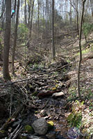 Ocoee Salamander habitat