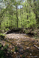 Northern Spring Salamander habitat