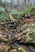 Seal Salamander habitat