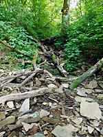 Carolina Mountain Dusky Salamander habitat