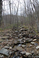 Northern Dusky Salamander Habitat