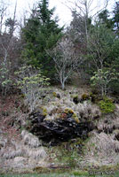 Imitator Salamander habitat