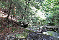 Allegheny Mountain Dusky Salamander Habitat