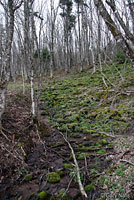 Allegheny Mountain Dusky Salamander Habitat