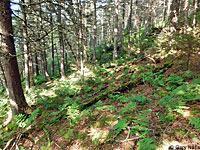 Northern Pygmy Salamander habitat