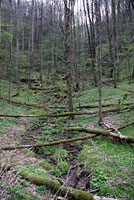 Santeetlah Dusky Salamander habitat