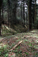 Northern Pygmy Salamander habitat