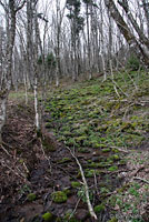 Northern Two-lined Salamander habitat