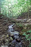 Northern Two-lined Salamander habitat