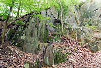 Northern Two-lined Salamander habitat