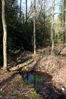 Black-chinned Red Salamander habitat