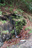 Blue Ridge Spring Salamander habitat
