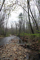 Southern Two-lined Salamander habitat