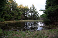 Red-spotted Newt habitat