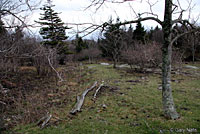 Eastern Red-backed Salamander habitat