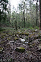 Slimy Salamander habitat