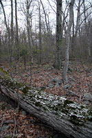 Eastern Red-backed Salamander habitat